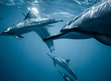 张帅组合、王雅繁组合晋级美网女双次轮